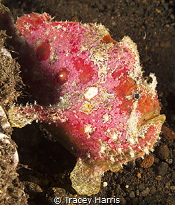 Frogfish portraiture :) by Tracey Harris 